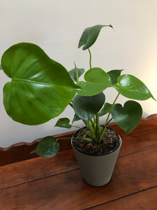 little monstera plant Little Monstera – Living Art USA