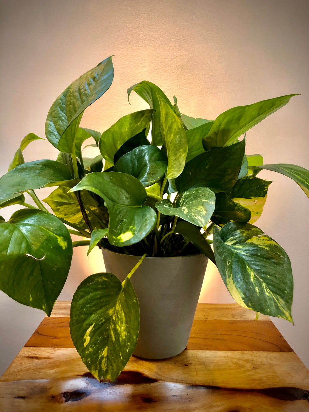 pothos epipremnum aureum Pothos (Epipremnum aureum) – Living Art USA