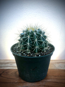 Barrel Cactus (Echinocactus grusonii) ⭐⭐⭐⭐⭐
