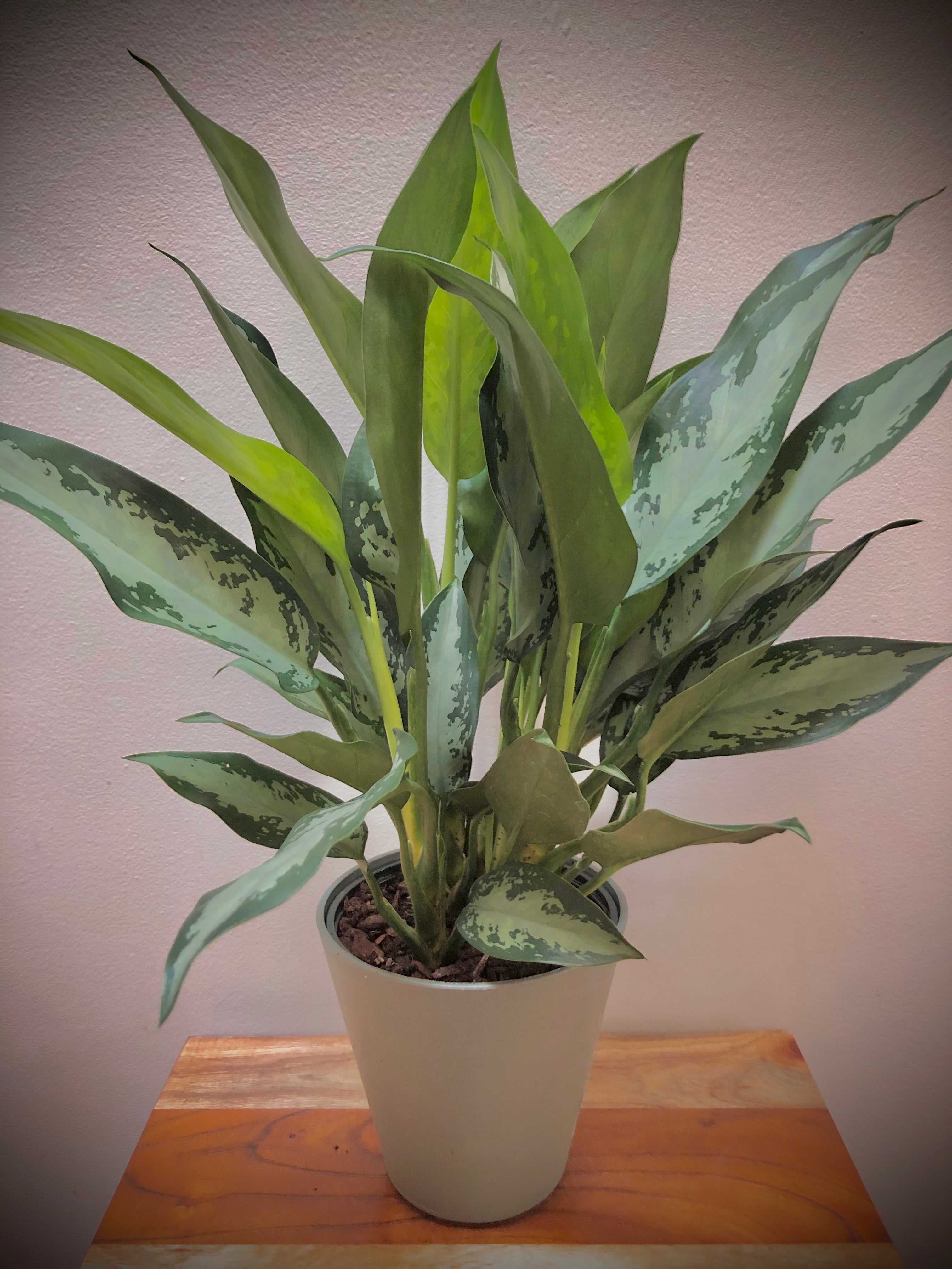 aglaonema silver queen compact Silver Queen Chinese Evergreen Plant - Aglaonema