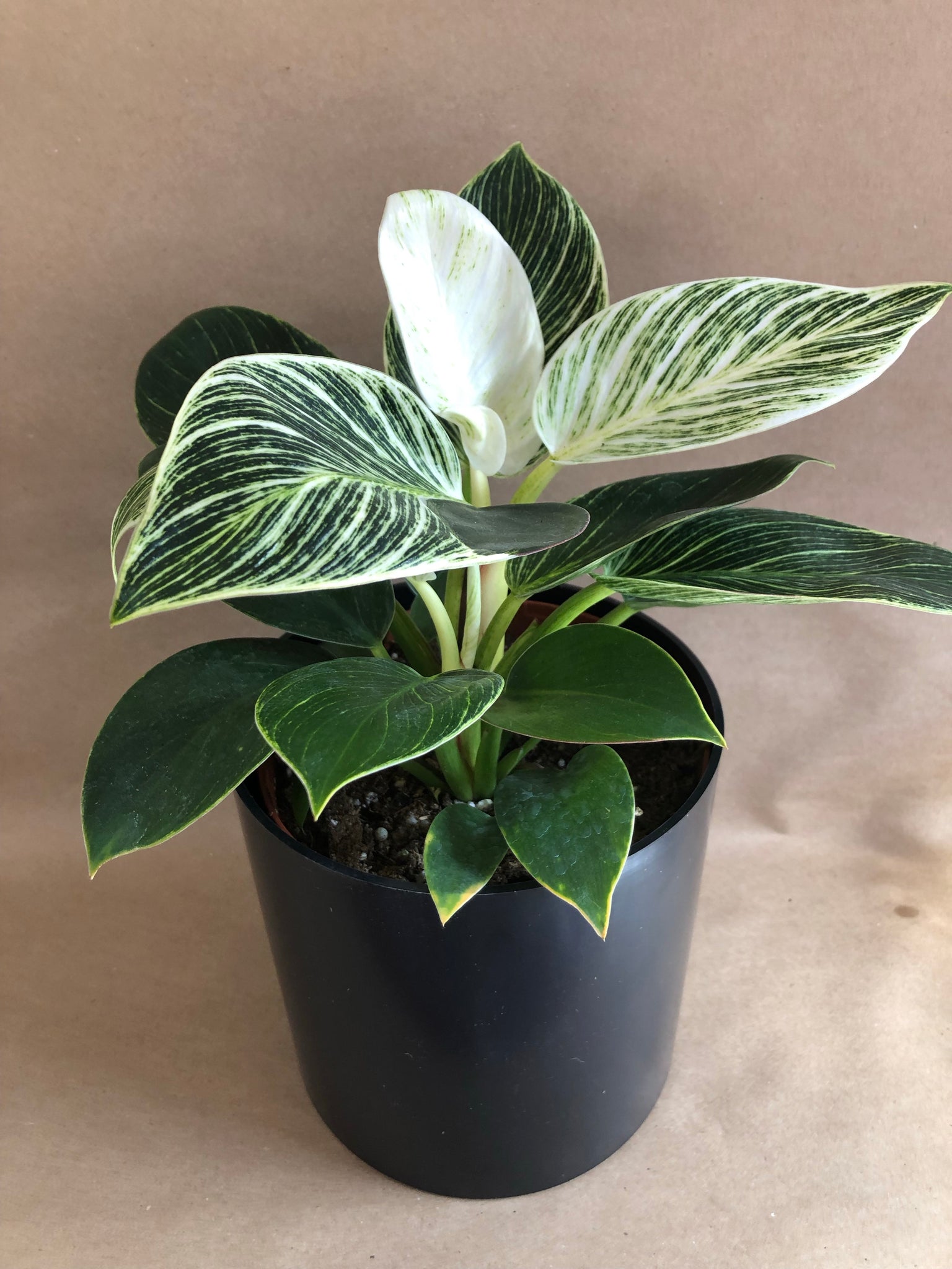 philodendron birkin buy Philodendron Birkin – Living Art USA