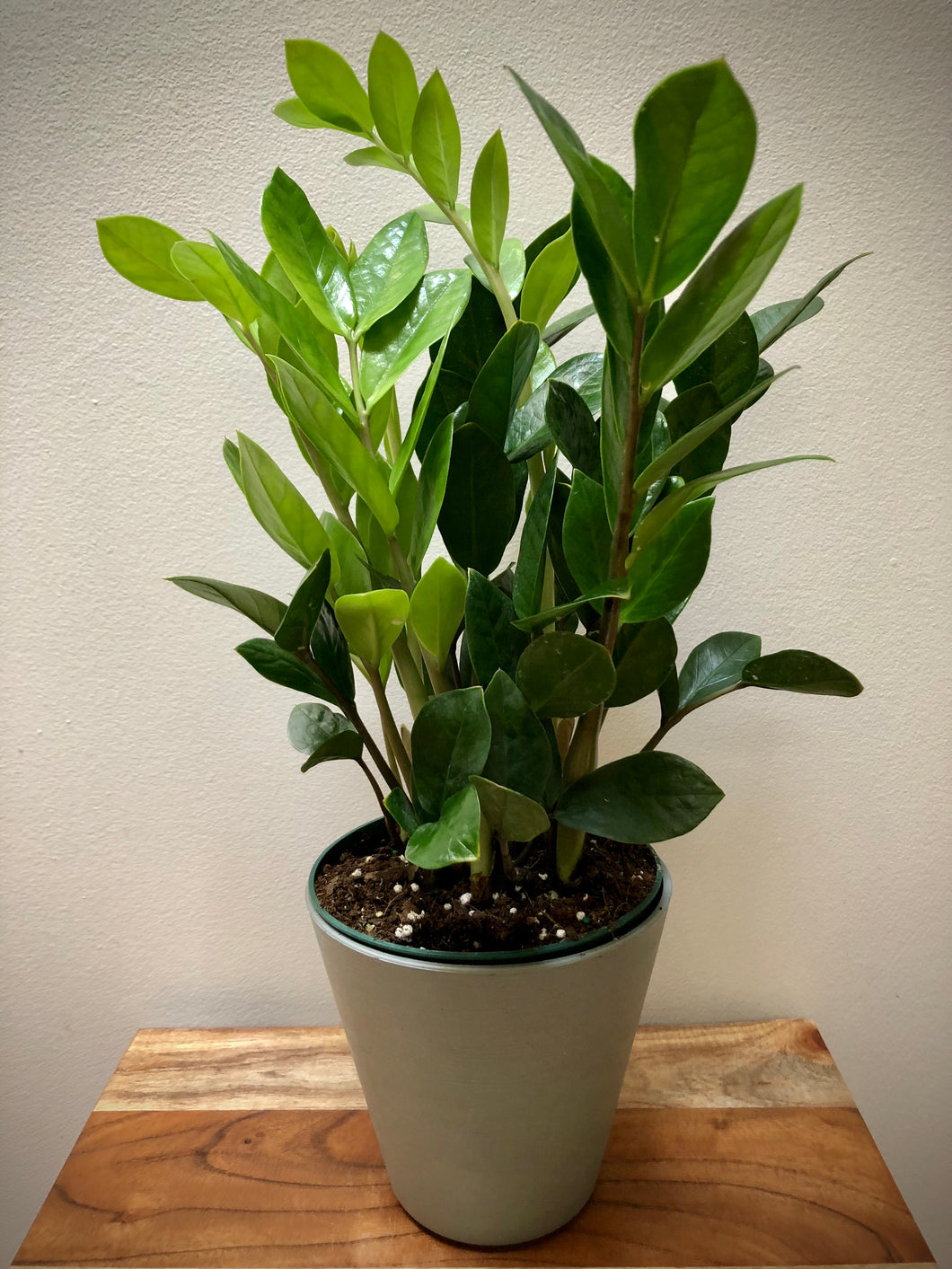ZZ Plant (Zamioculcas zamiifolia) ⭐⭐⭐⭐⭐...Perfect for new plant parents!