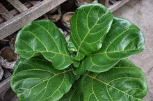 Load image into Gallery viewer, 10&quot; Fiddle Leaf  Fig Tree (Ficus Lyrata)  ⭐⭐⭐⭐⭐ Chicago Area Delivery Only. 5-10 Days
