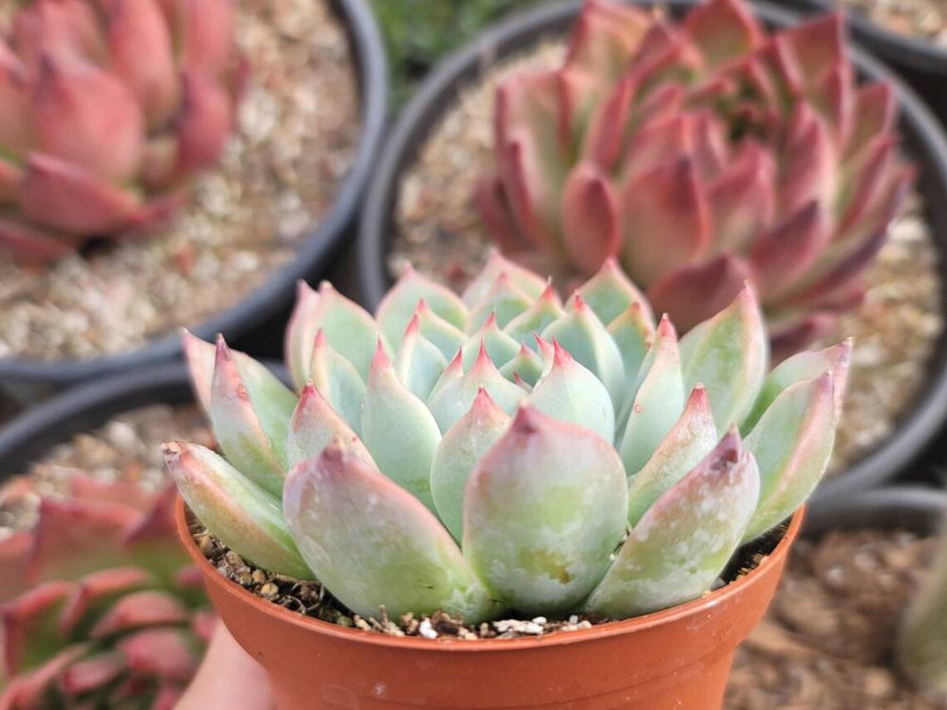 hy vee succulents Echeveria Miranda Colorata (Echeveria Hybrid) – Living Art USA