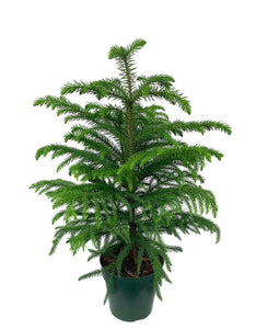 Norfolk Island Pine ⭐⭐⭐⭐⭐