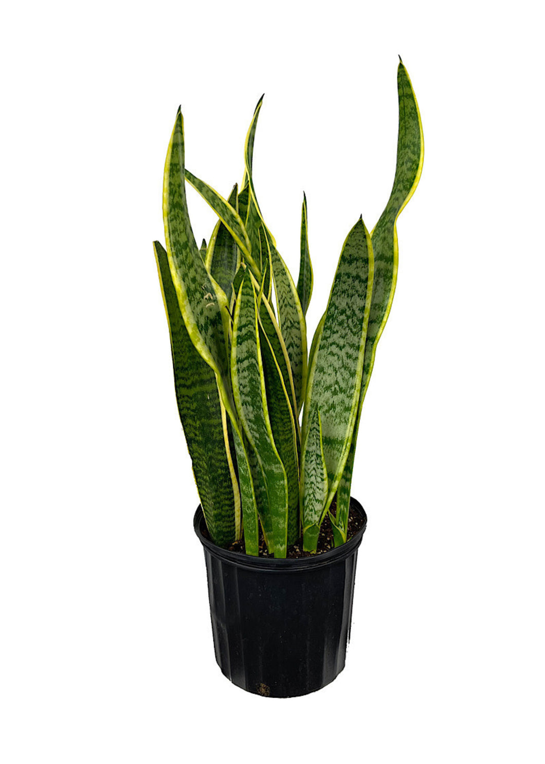 Sanservieria (Variegated) 2-3’ ⭐⭐⭐⭐⭐ Chicago Area Delivery Only
