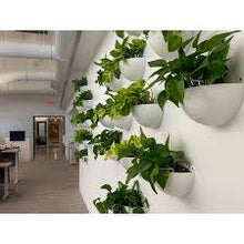 Load image into Gallery viewer, Living Wall Sconce ⭐⭐⭐⭐⭐
