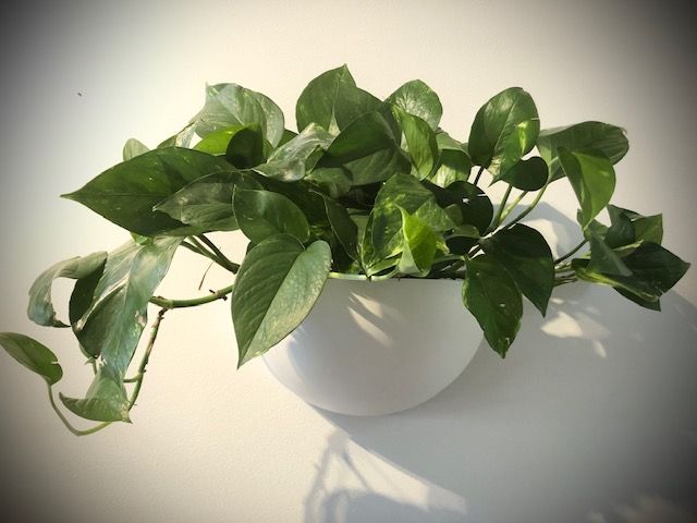 pothos plant wall Living Wall Sconces – Living Art USA