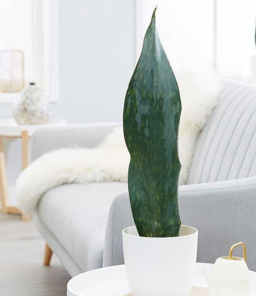 sansevieria shark fin Shark Fin (Sansevieria masoniana) Chicago Area Delivery Only – Living Art  USA