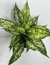 Load image into Gallery viewer, Aglaonema Snow White⭐⭐⭐⭐⭐
