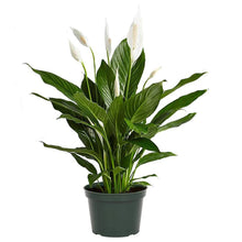 Load image into Gallery viewer, 8&quot; Spathiphyllum Large (Peace Lilly w/ Flowers) ⭐⭐⭐⭐⭐ Chicago Area Delivery Only. 5-10 Days
