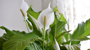 8" Spathiphyllum Large (Peace Lilly w/ Flowers) ⭐⭐⭐⭐⭐ Chicago Area Delivery Only. 5-10 Days