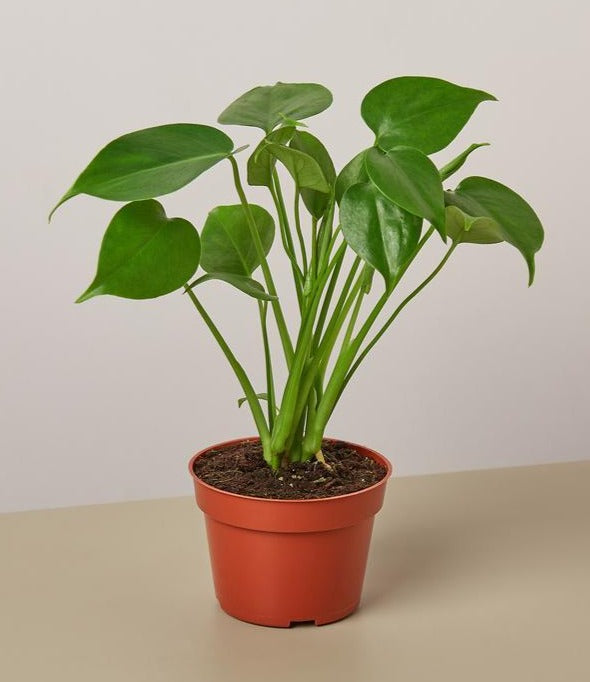 petite monstera plant store Little Monstera – Living Art USA