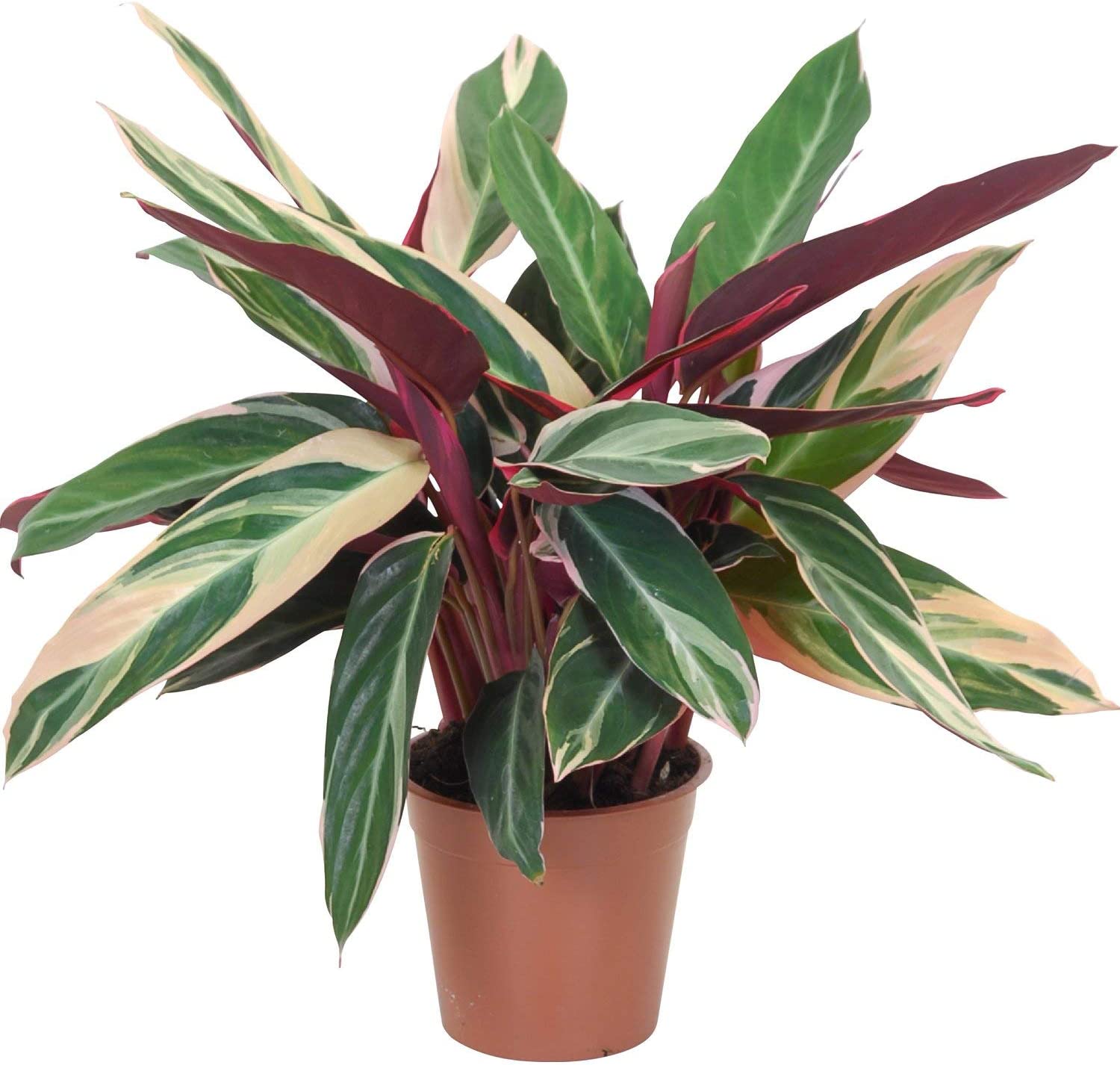 Triostar stromanthe (Stromanthe sanguinea) – Living Art USA