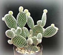 Load image into Gallery viewer, Opuntia Microdasys (White Angel Wings)⭐⭐⭐⭐⭐
